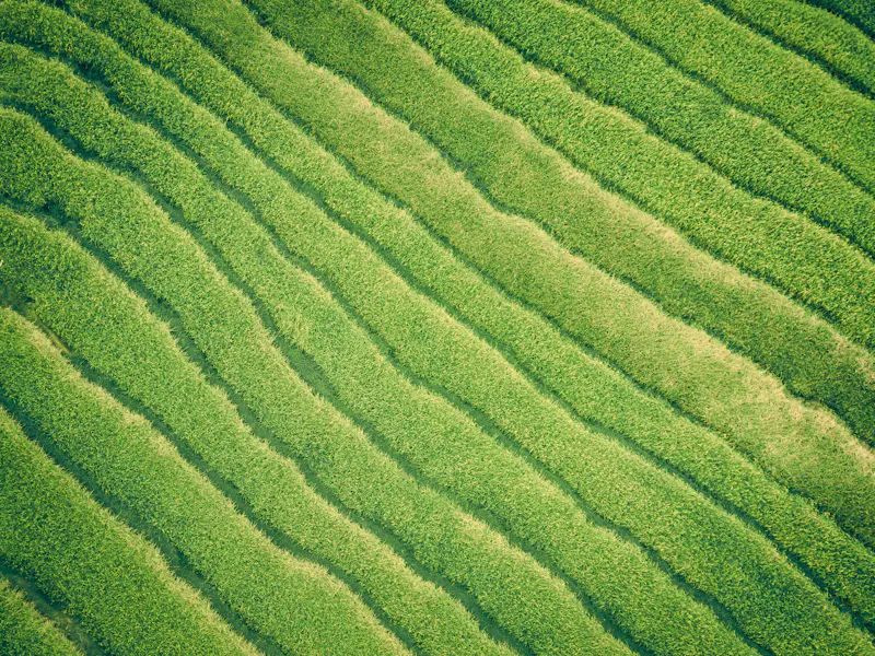 Aerial view of crops