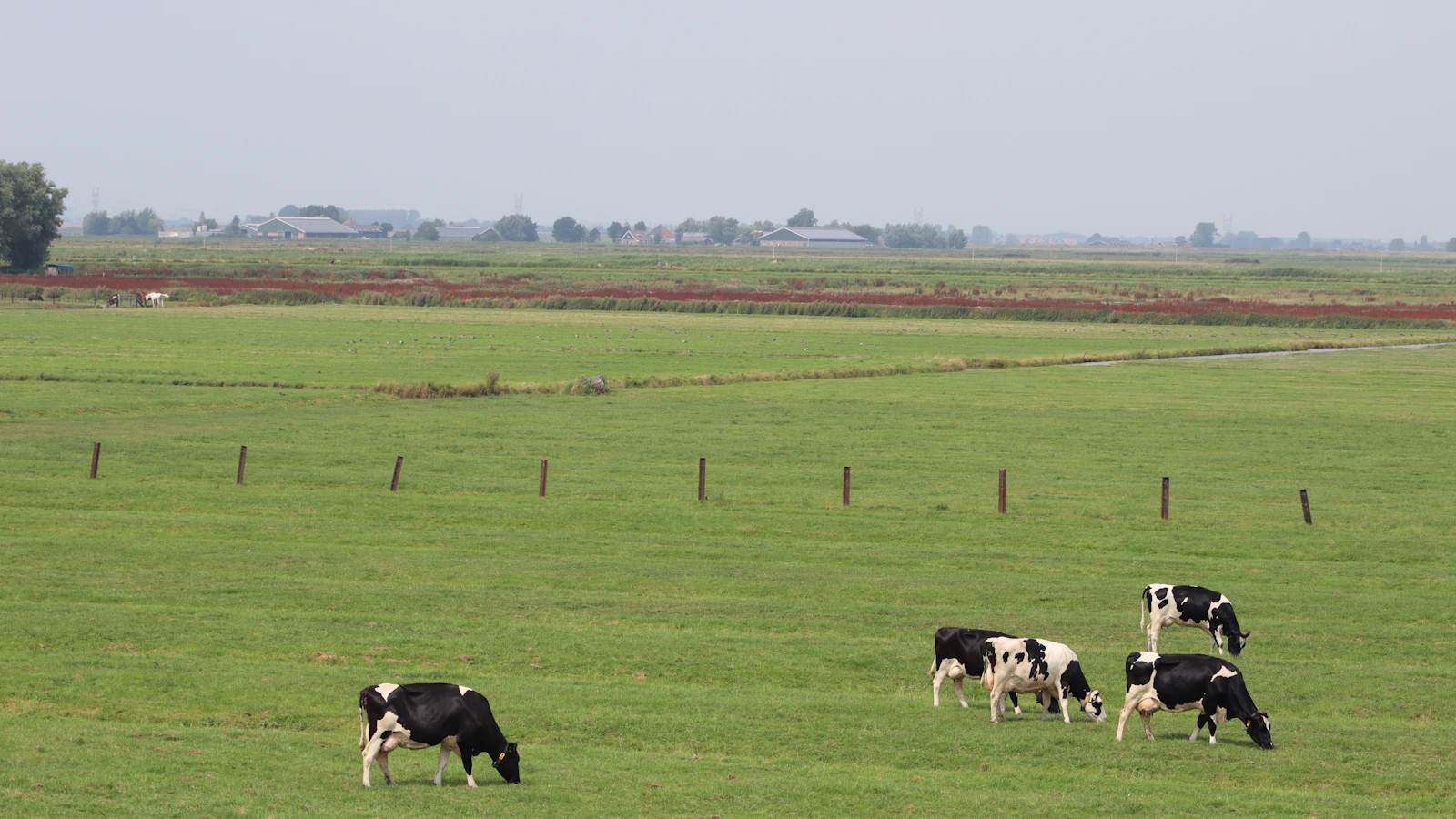 Cattle grazing in a pasture