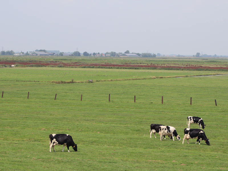 Cattle grazing in a pasture