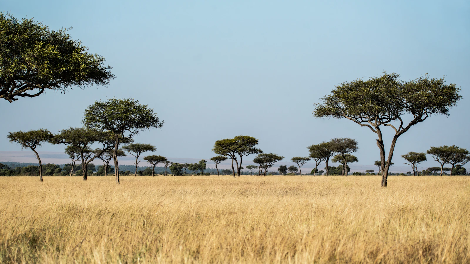 Wooded savanna
