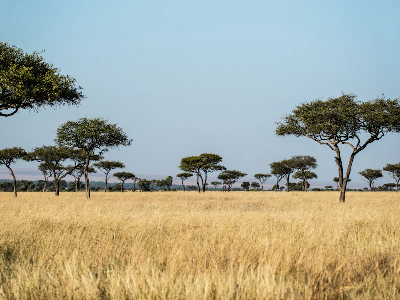 Wooded savanna